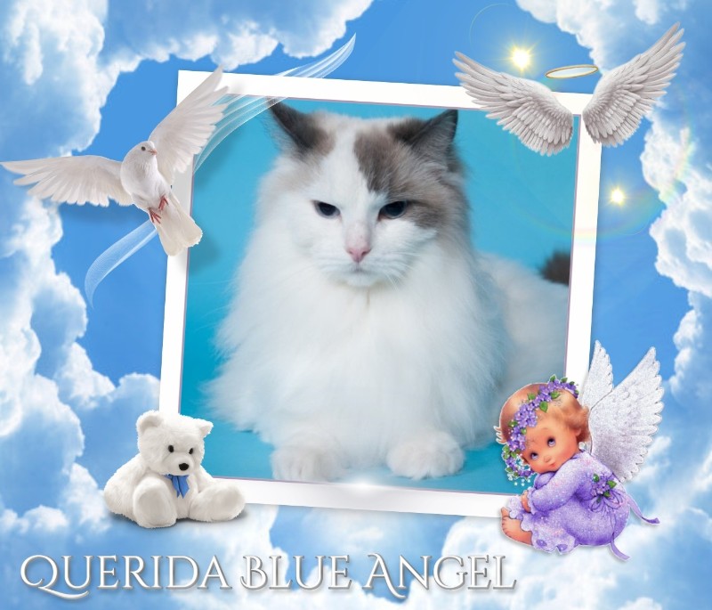 Querida Blue Angel of the Ada family
