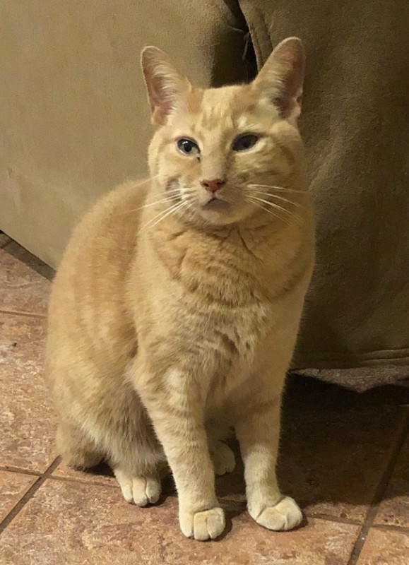 Pocahontas of the Ada family