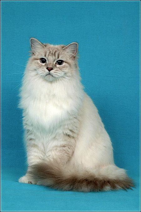 Pocahontas of the Ada family