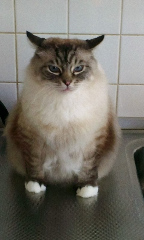 Pocahontas of the Ada family