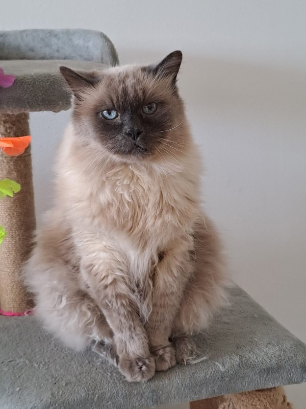 Pocahontas of the Ada family