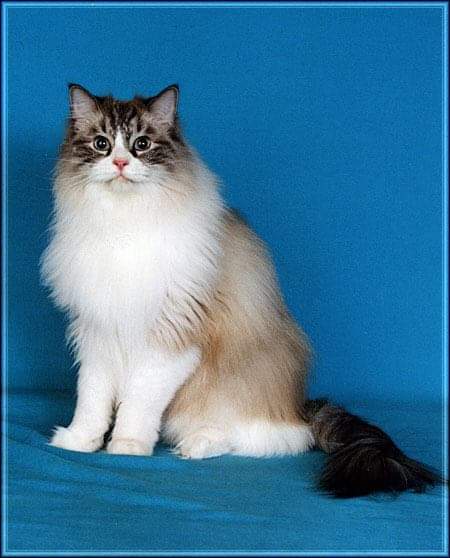 Pocahontas of the Ada family