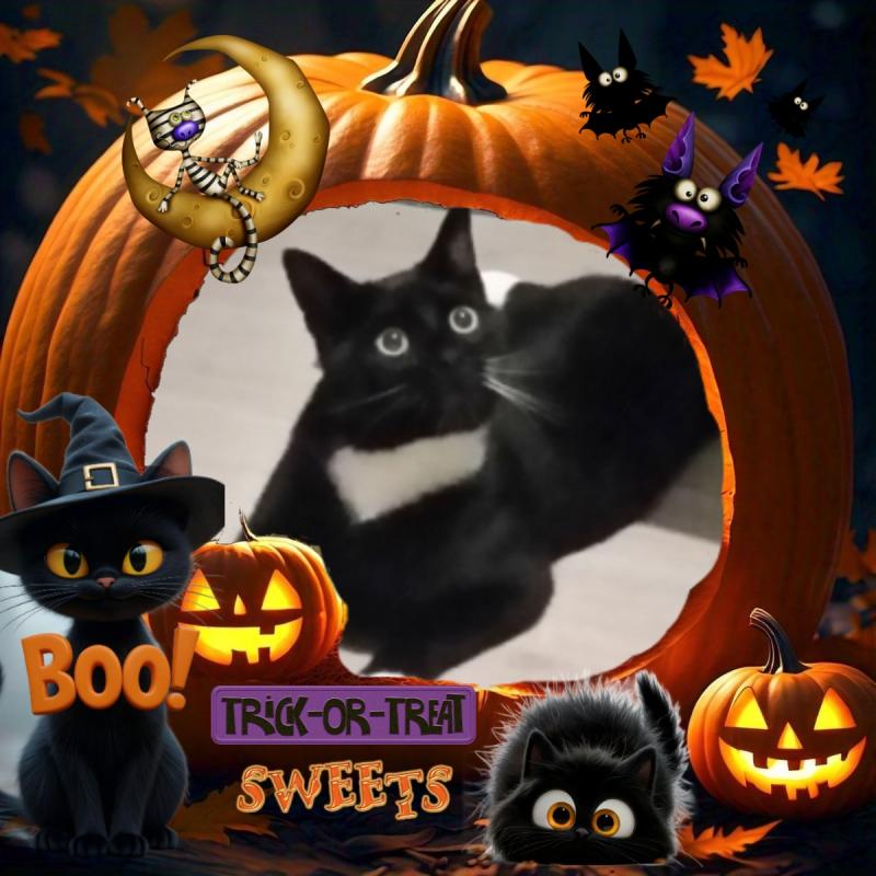 Ocean-flocy of the Ada family