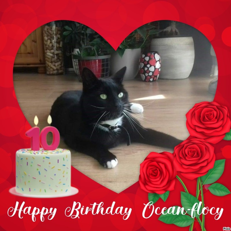 Ocean-flocy of the Ada family