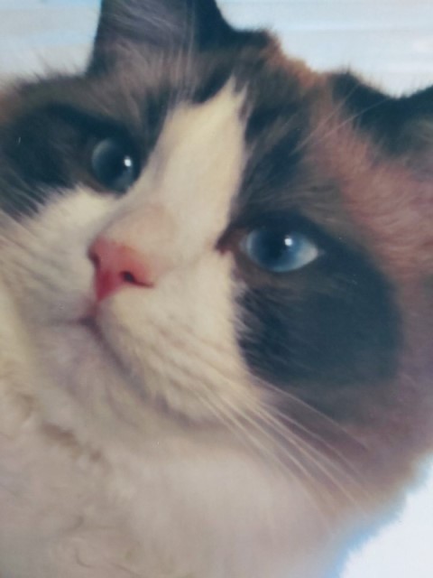Ada uploaded   4 year/s ago