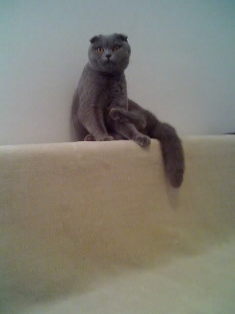 Ada uploaded   62  day/s  ago