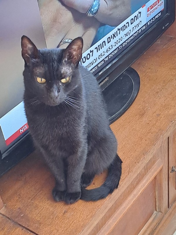 Ada uploaded   62  day/s  ago