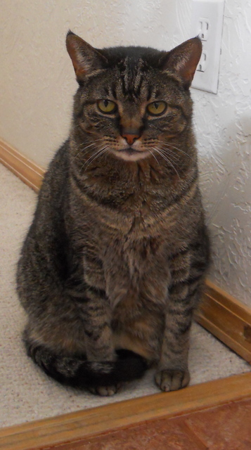 Ada uploaded   62  day/s  ago