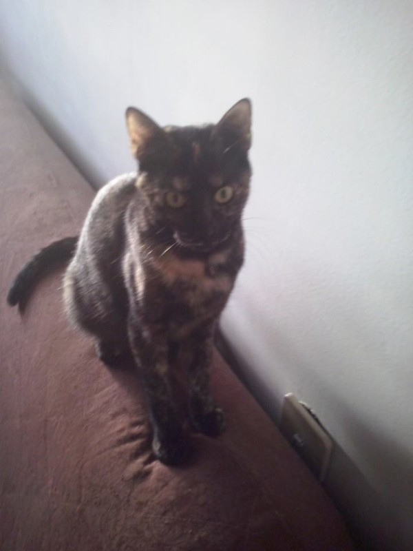 Ada uploaded   62  day/s  ago