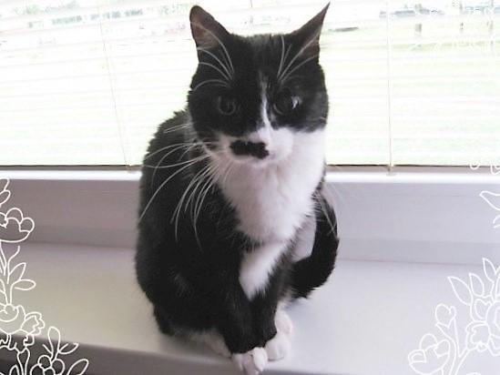 Ada uploaded   62  day/s  ago