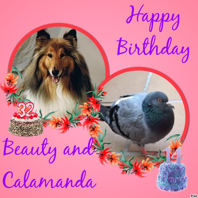 Beauty of the Ada family