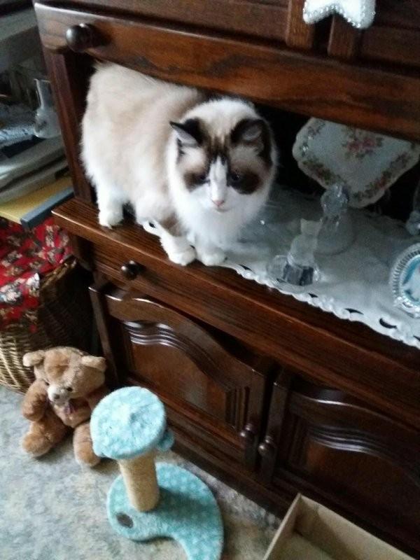 Ada uploaded   196  day/s  ago