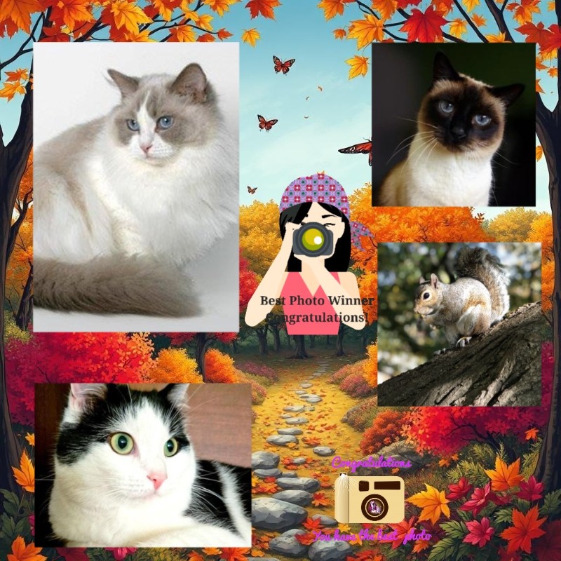 La Paloma of the Ada family