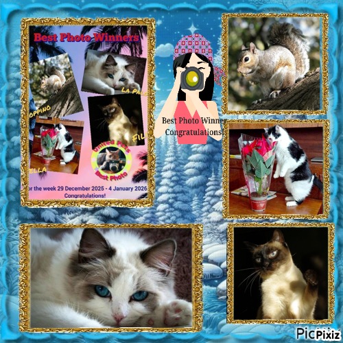 La Paloma of the Ada family