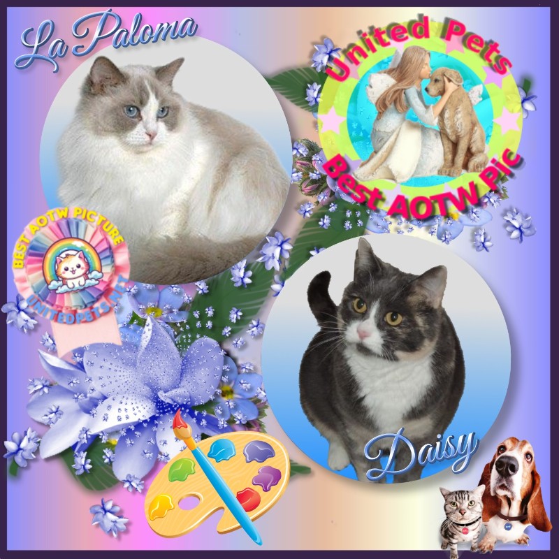 La Paloma of the Ada family