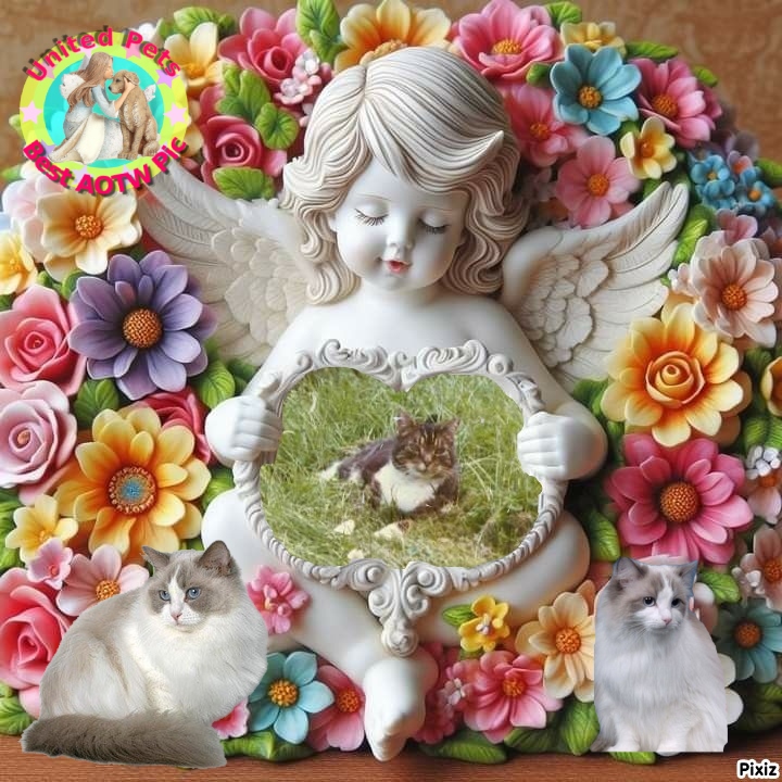 La Paloma of the Ada family