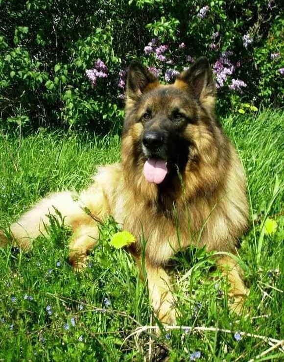 Ada uploaded   3 year/s ago