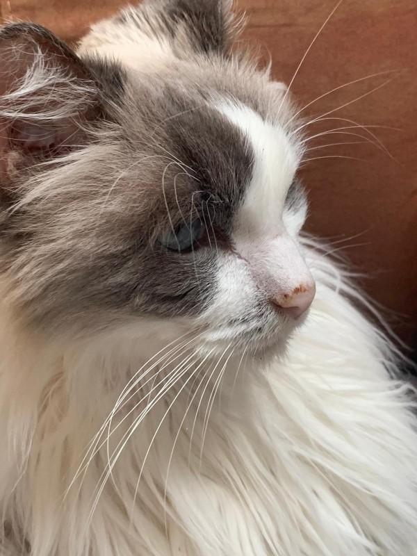 Ada uploaded   4 year/s ago