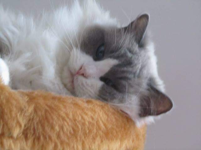 Ada uploaded   4 year/s ago