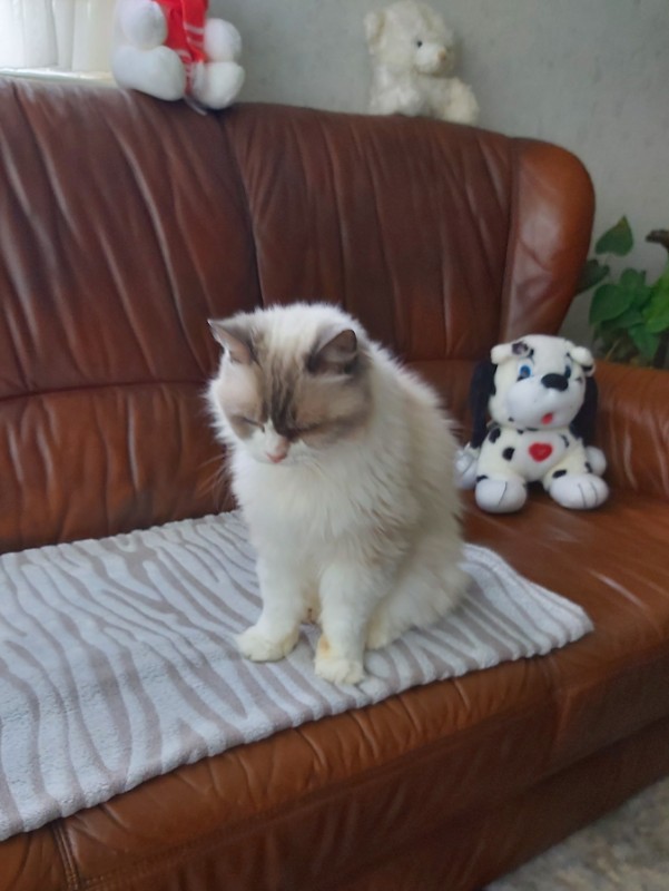 Ada uploaded   4 year/s ago