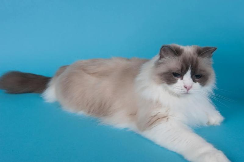 Solange of the Ada family