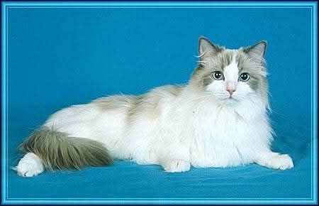 Queen Of Eden of the Ada family