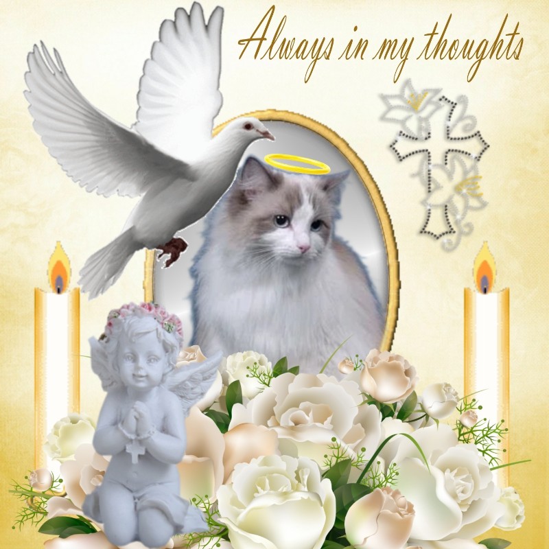 Ada uploaded   43  day/s  ago