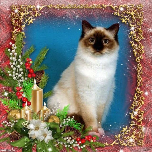 Ultima Maripeq of the Ada family