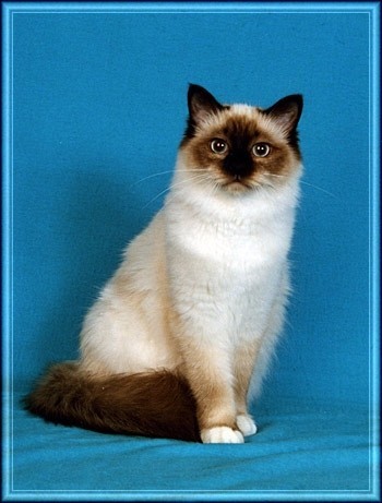 Ultima Maripeq of the Ada family