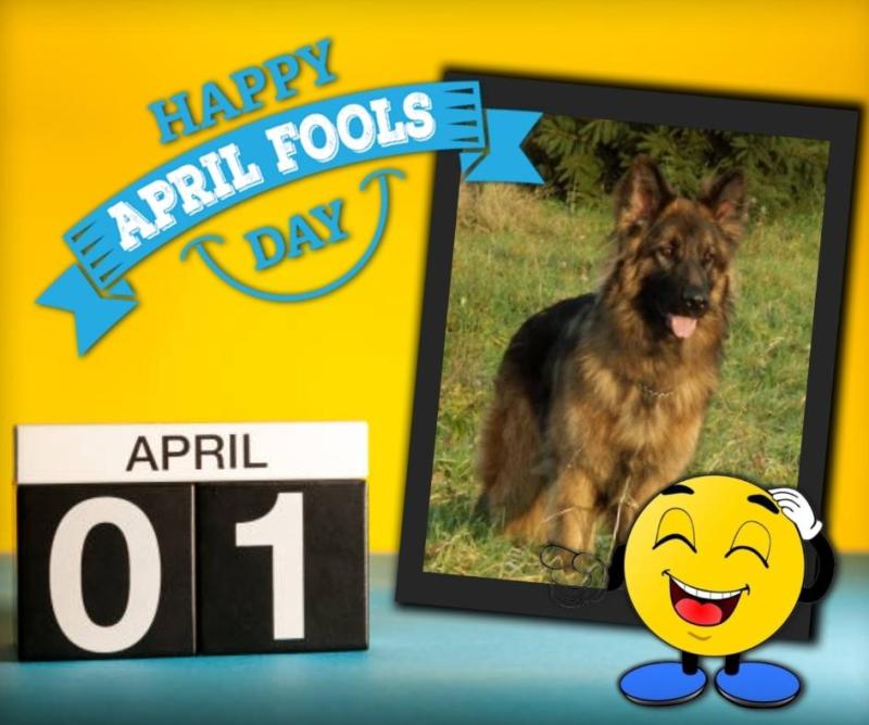 Buddy of the Ada family