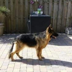 Buddy of the Ada family