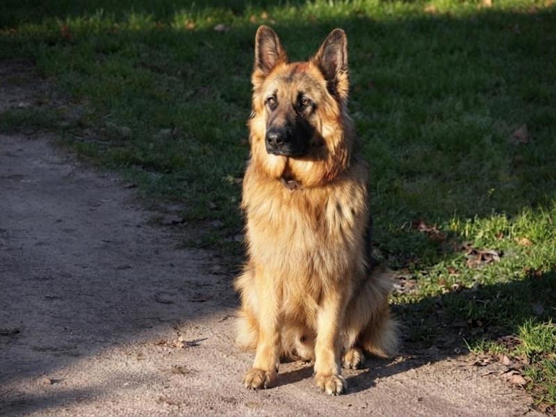 Buddy of the Ada family