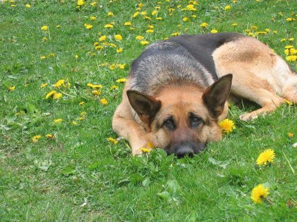 Ada uploaded   4 year/s ago