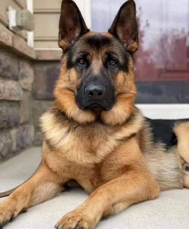 Ada uploaded   2 year/s ago