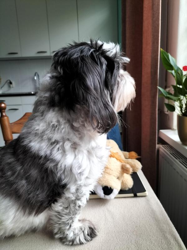 Livia of the Ada family