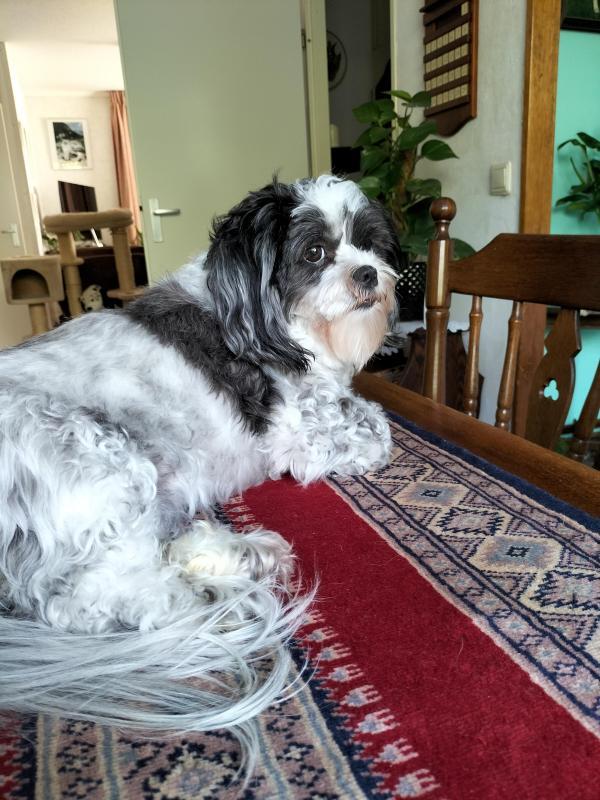 Ada uploaded   225  day/s  ago