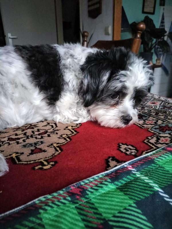 Livia of the Ada family