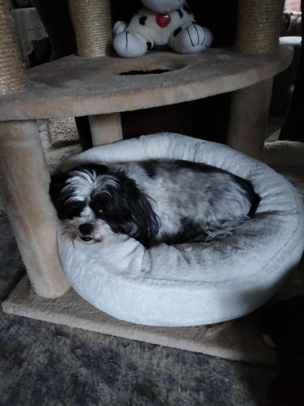 Livia of the Ada family