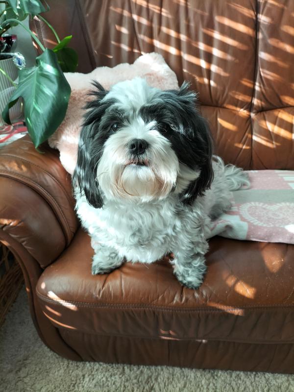 Livia of the Ada family