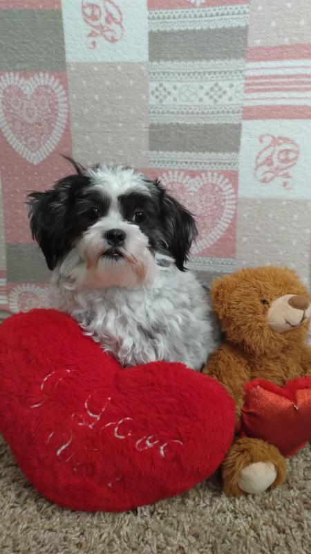 Ada uploaded   50  day/s  ago