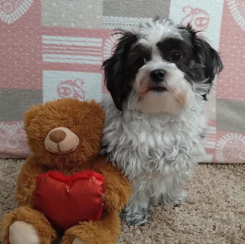 Livia of the Ada family