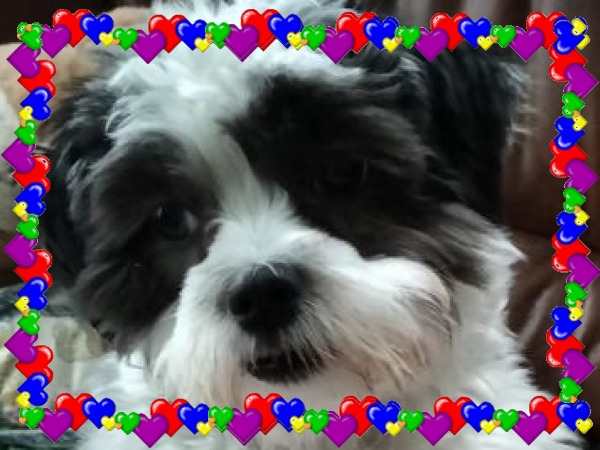 Ada uploaded   98  day/s  ago