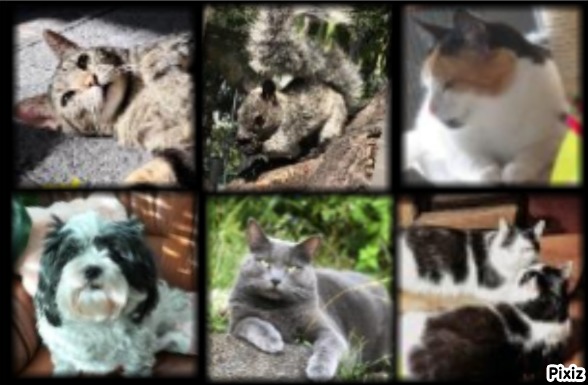 Livia of the Ada family