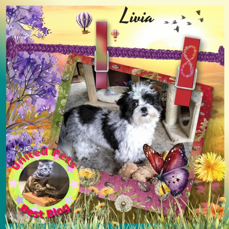 Livia of the Ada family