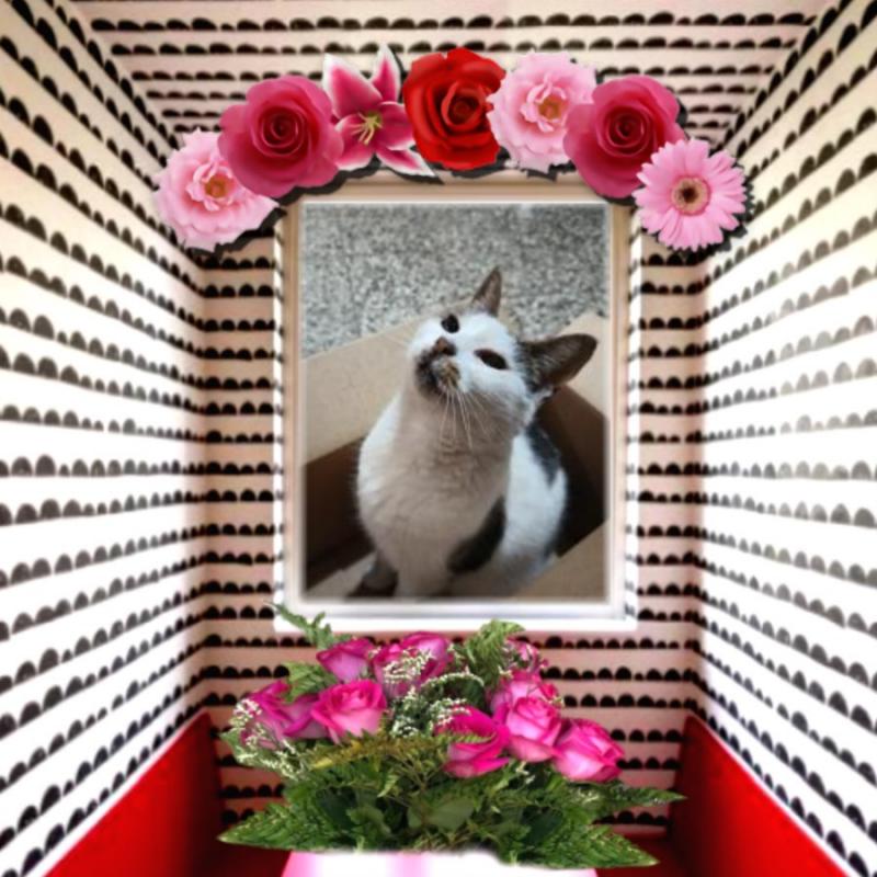 Miu of the Alejandra family