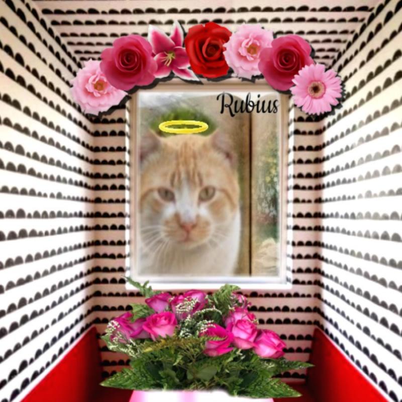 Rubius of the Alejandra family