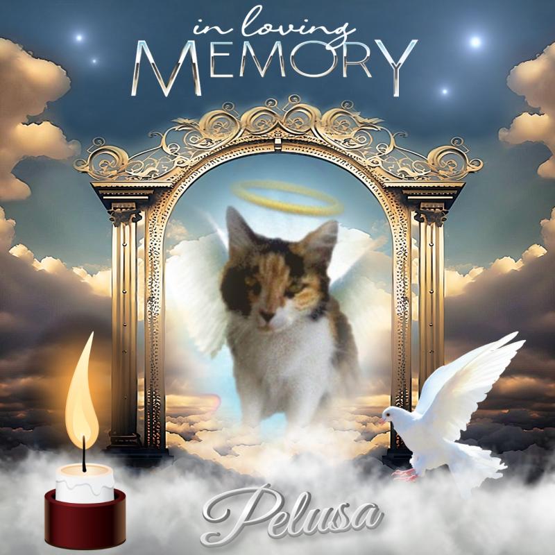 Pelusa of the Alejandra family