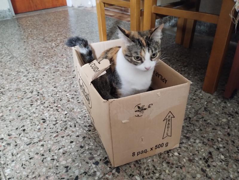 Estrellita of the Alejandra family