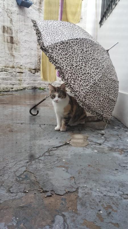 Alejandra uploaded   1  day/s  ago