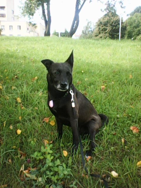 Alma uploaded   6 year/s ago